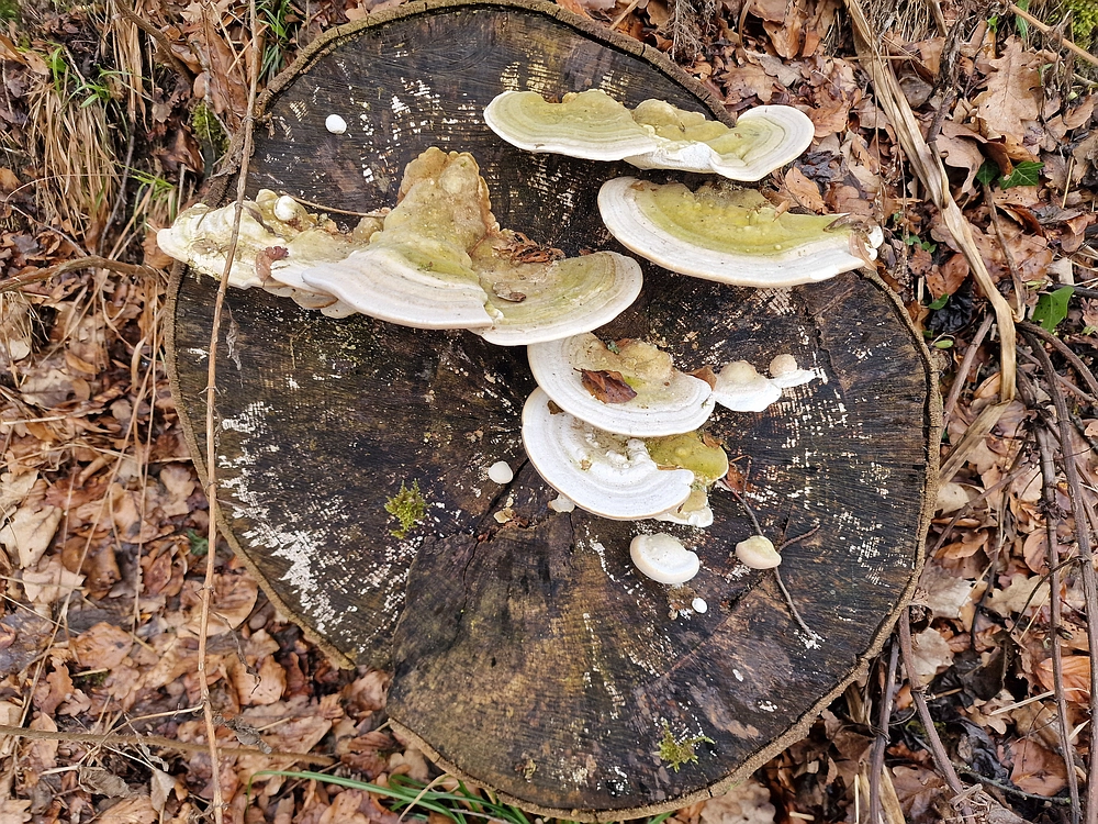 Slika je vidna v Google Chromu.