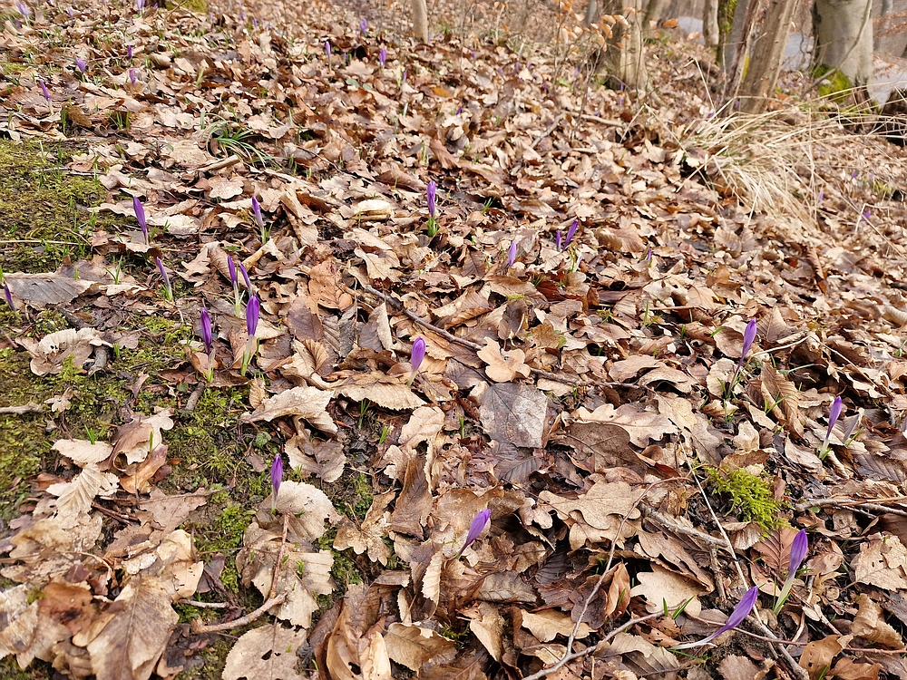 Slika je vidna v Google Chromu.