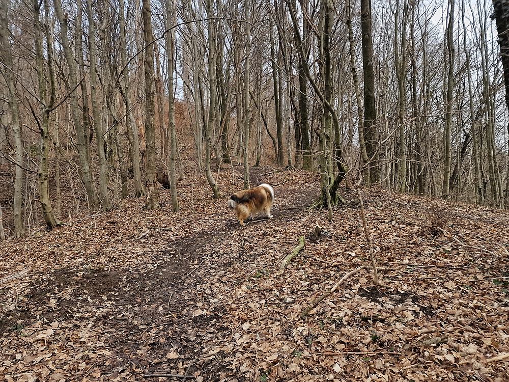 Slika je vidna v Google Chromu.