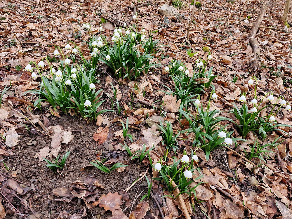Slika je vidna v Google Chromu.
