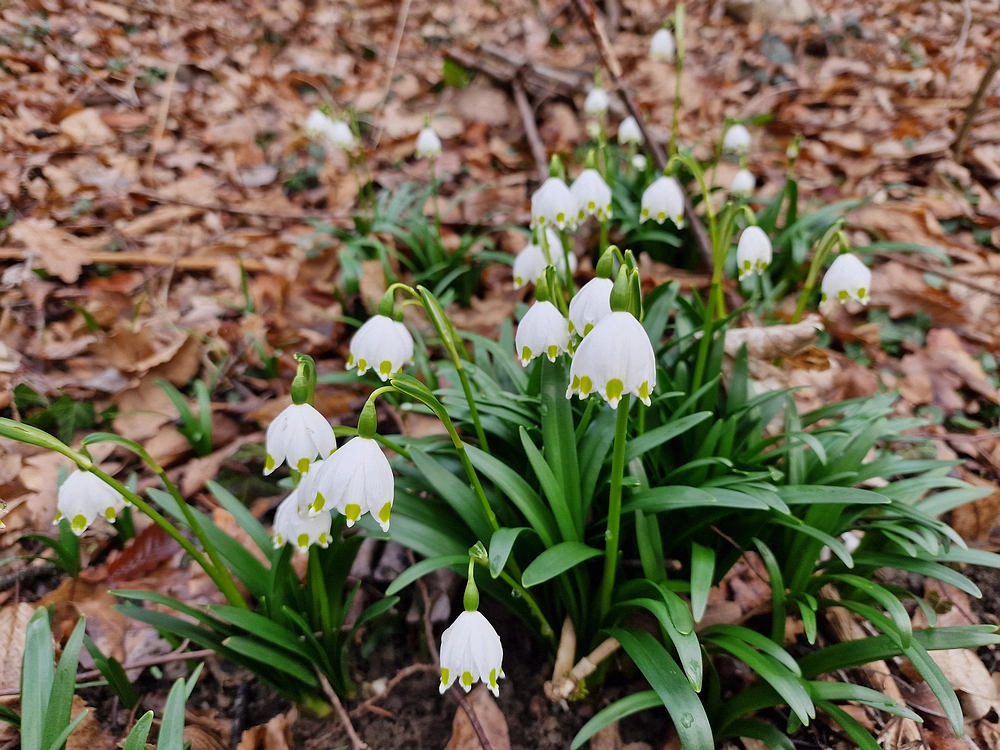 Slika je vidna v Google Chromu.