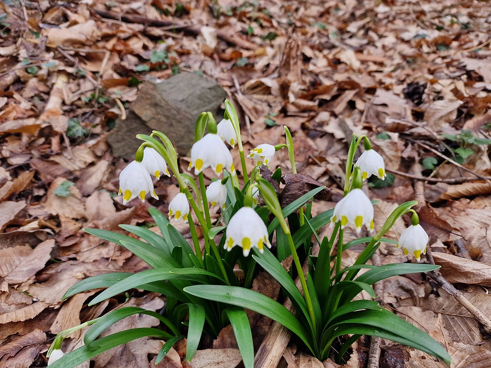 Slika je vidna v Google Chromu.