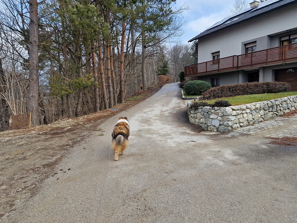 Slika je vidna v Google Chromu.