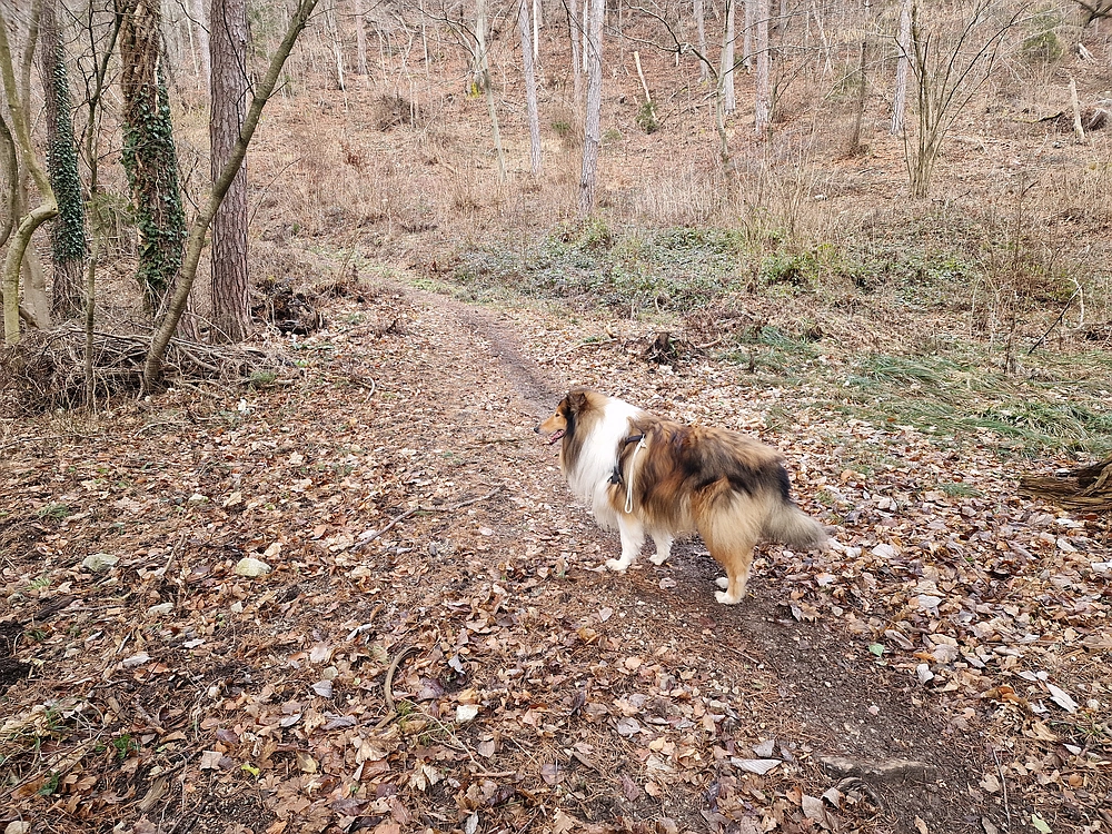 Slika je vidna v Google Chromu.