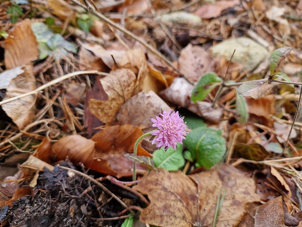 Slika je vidna v Google Chromu.