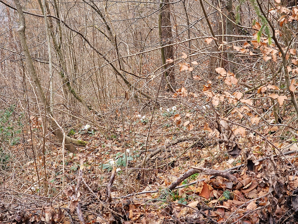 Slika je vidna v Google Chromu.