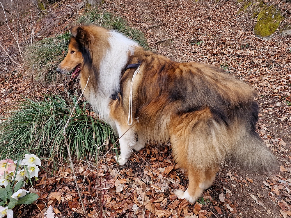 Slika je vidna v Google Chromu.