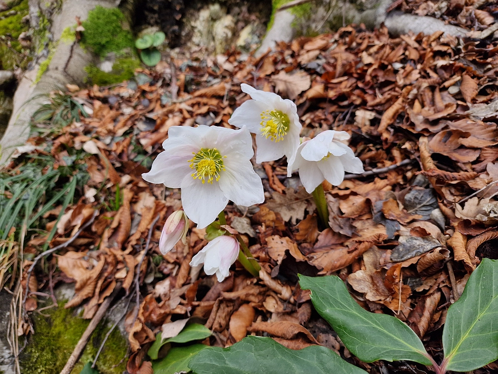 Slika je vidna v Google Chromu.