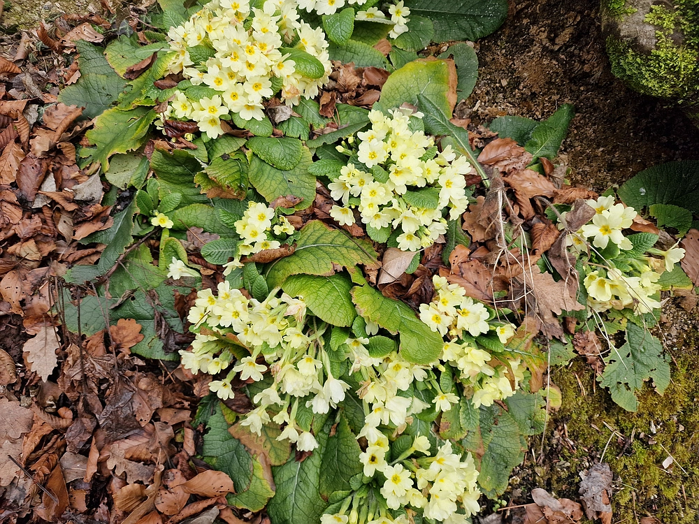 Slika je vidna v Google Chromu.