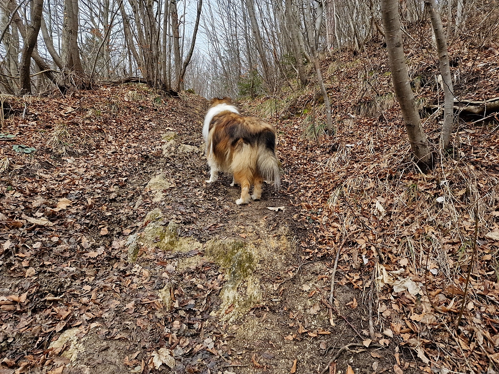 Slika je vidna v Google Chromu.