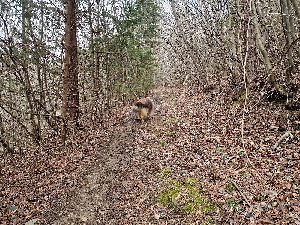 Slika je vidna v Google Chromu.