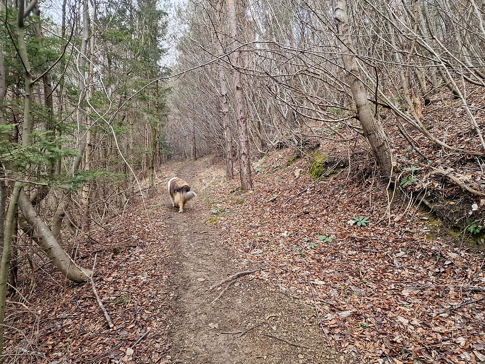 Slika je vidna v Google Chromu.