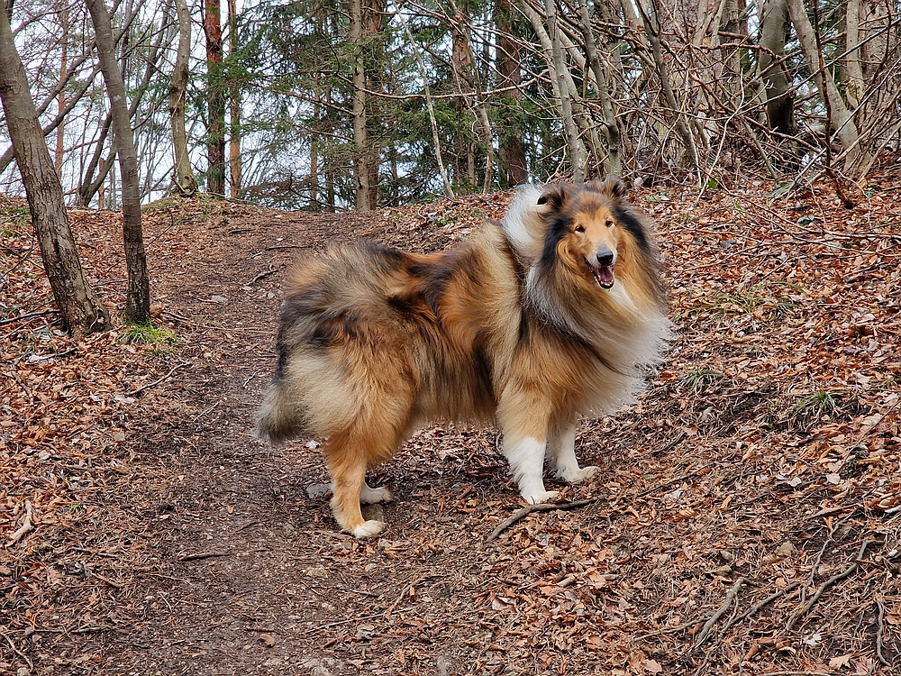 Slika je vidna v Google Chromu.