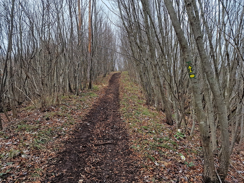 Slika je vidna v Google Chromu.
