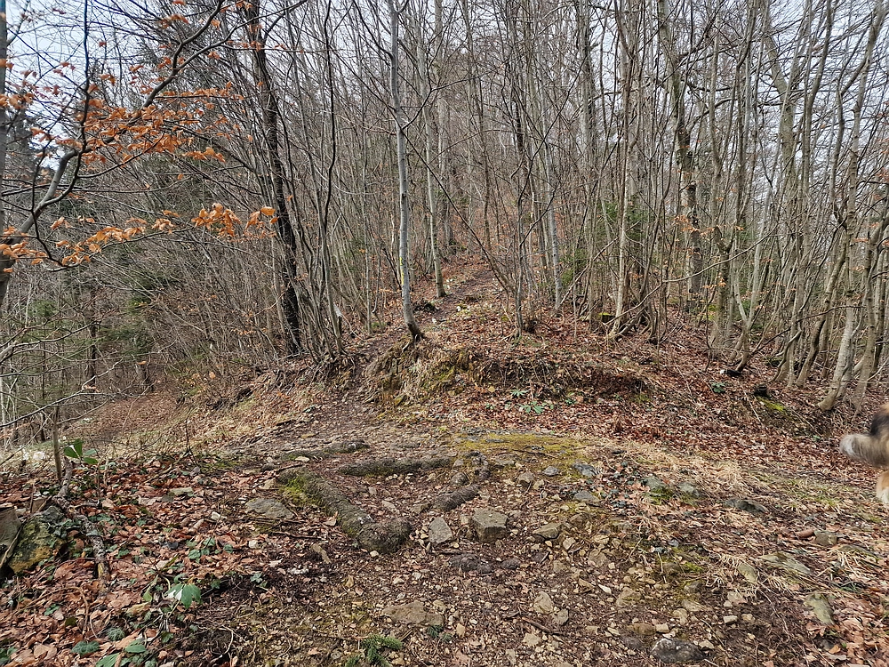 Slika je vidna v Google Chromu.