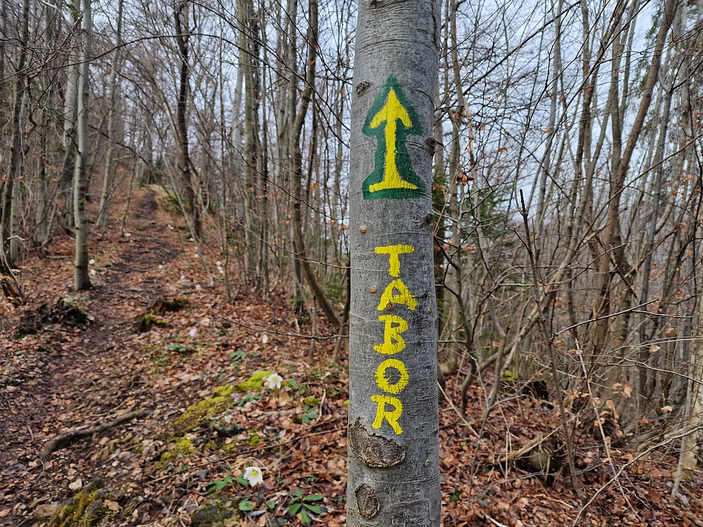 Slika je vidna v Google Chromu.