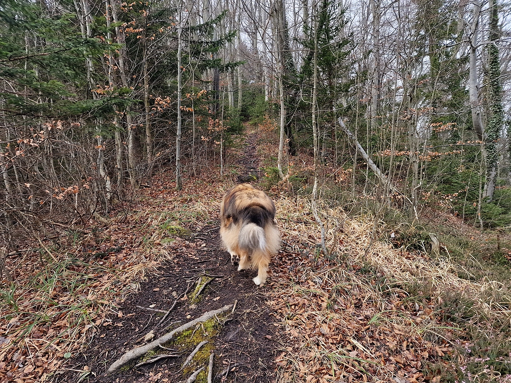 Slika je vidna v Google Chromu.