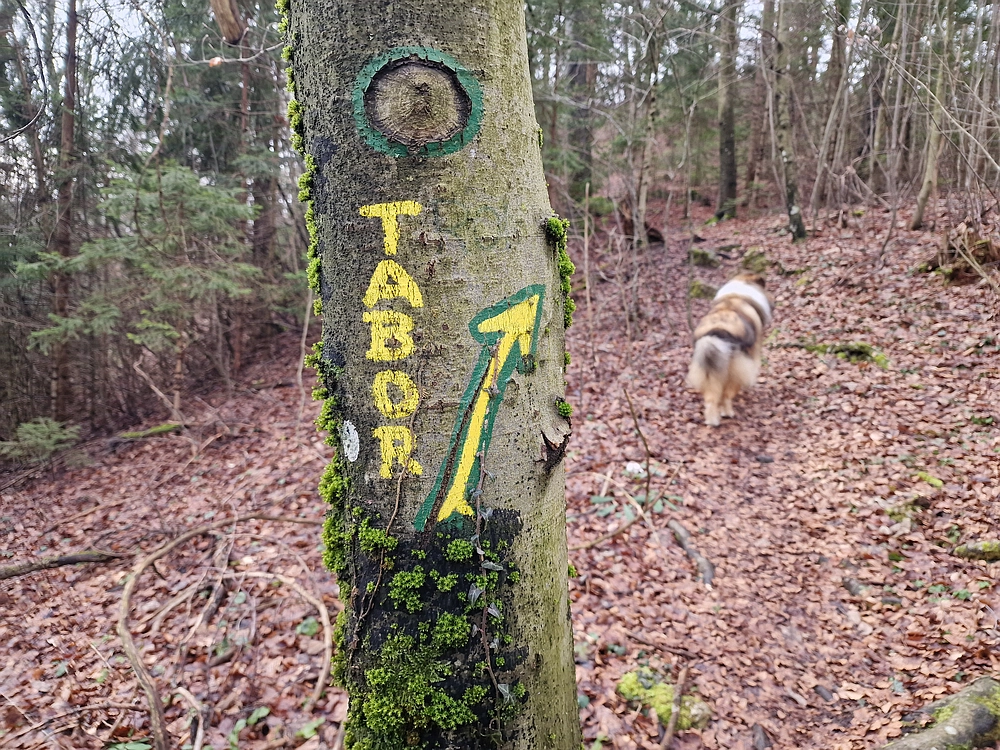 Slika je vidna v Google Chromu.