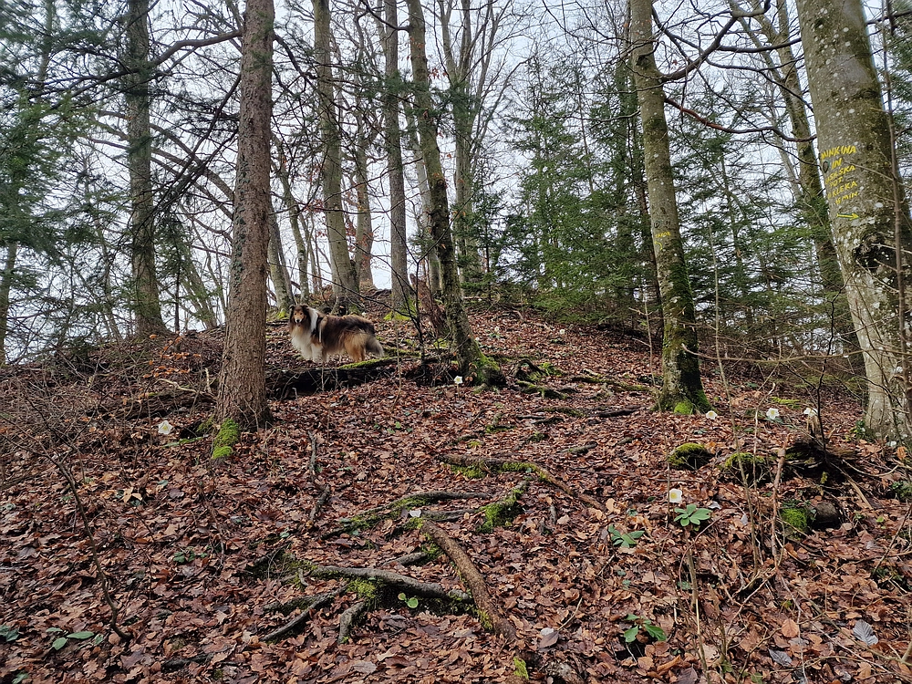 Slika je vidna v Google Chromu.