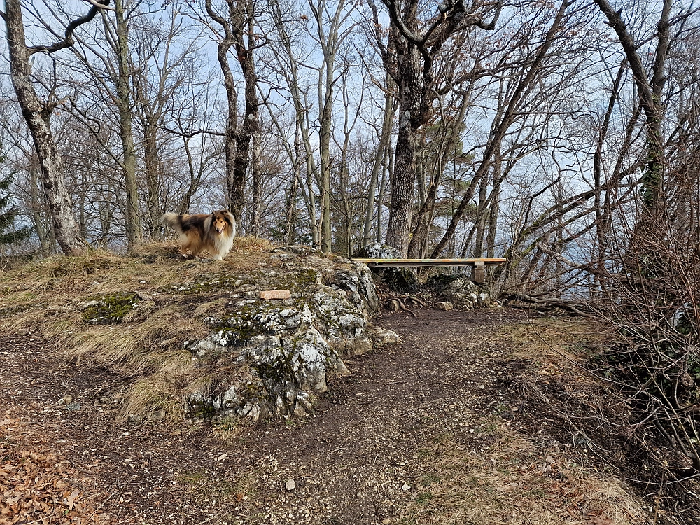 Slika je vidna v Google Chromu.