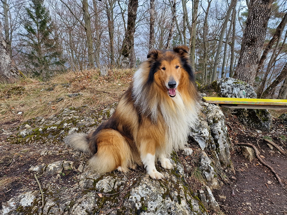 Slika je vidna v Google Chromu.