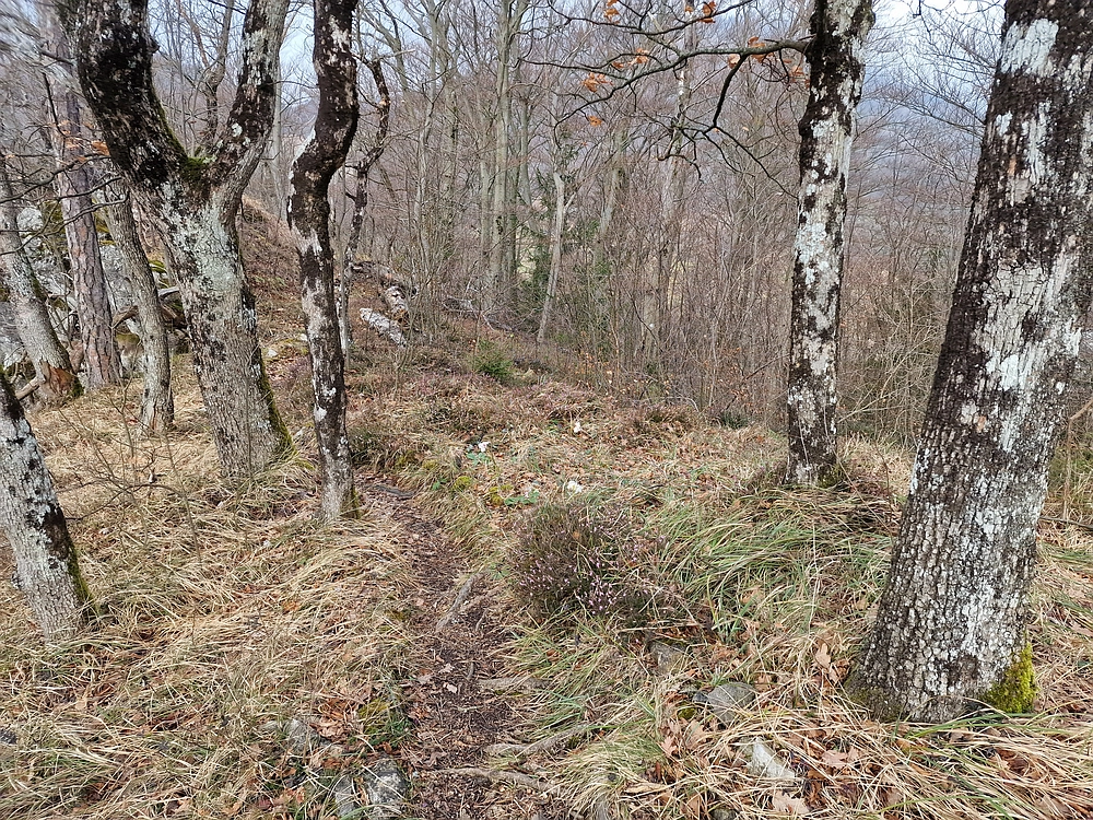 Slika je vidna v Google Chromu.