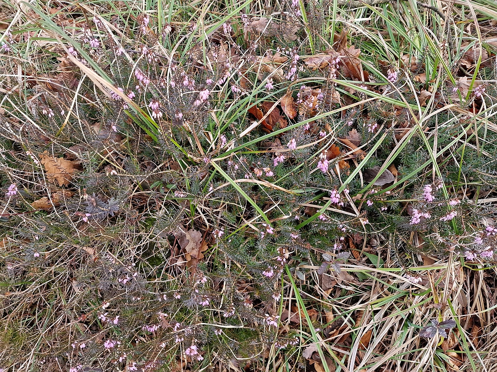 Slika je vidna v Google Chromu.