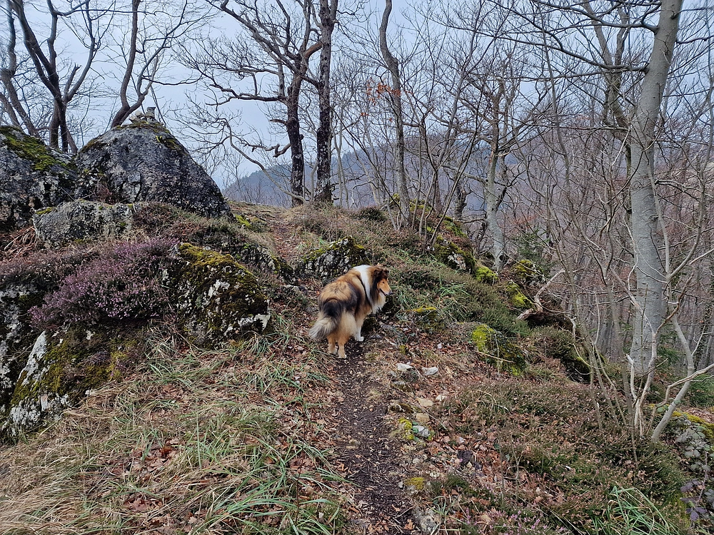 Slika je vidna v Google Chromu.