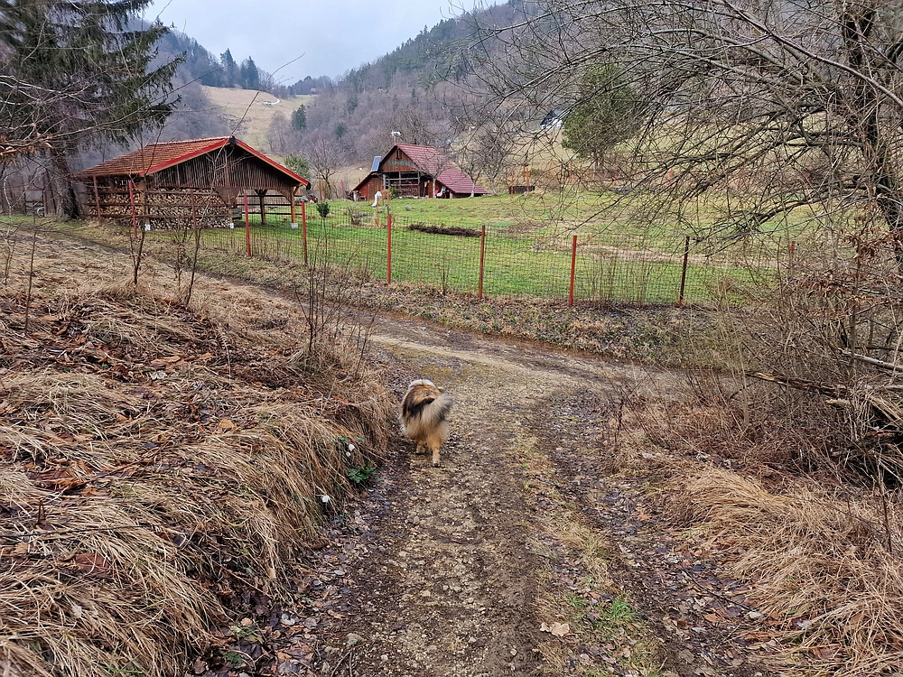Slika je vidna v Google Chromu.