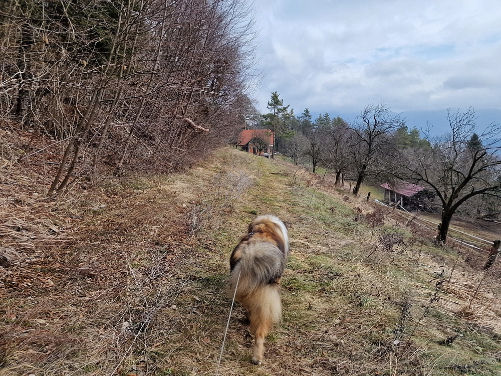 Slika je vidna v Google Chromu.