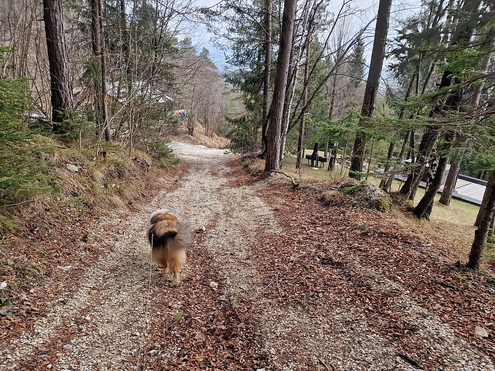 Slika je vidna v Google Chromu.