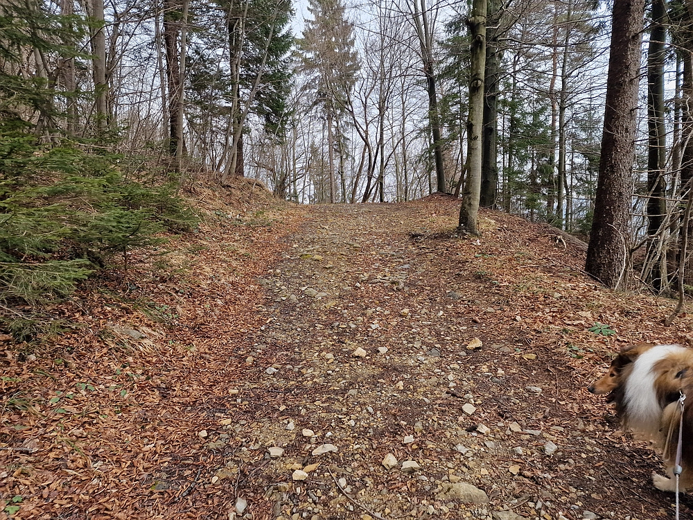 Slika je vidna v Google Chromu.