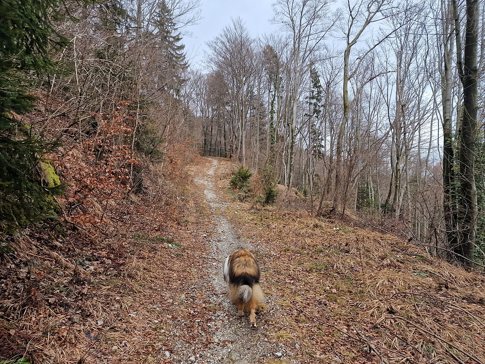 Slika je vidna v Google Chromu.