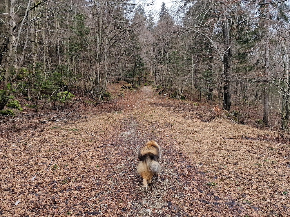 Slika je vidna v Google Chromu.
