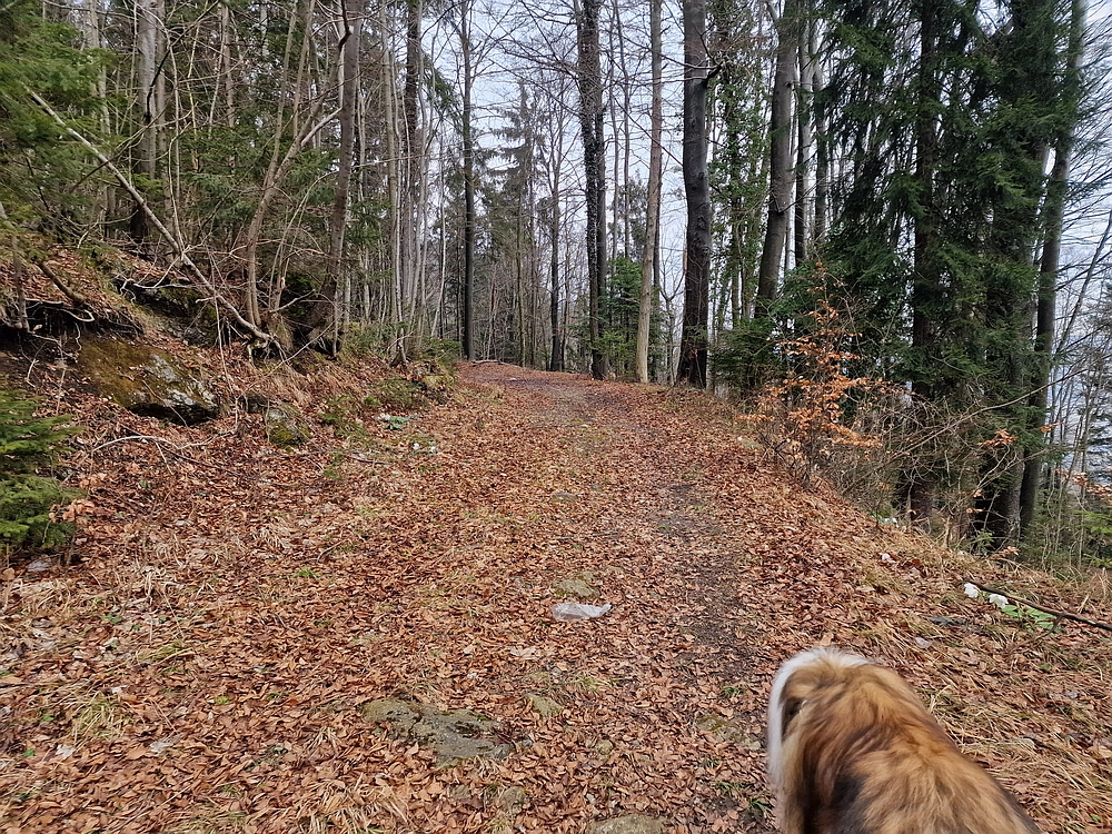 Slika je vidna v Google Chromu.
