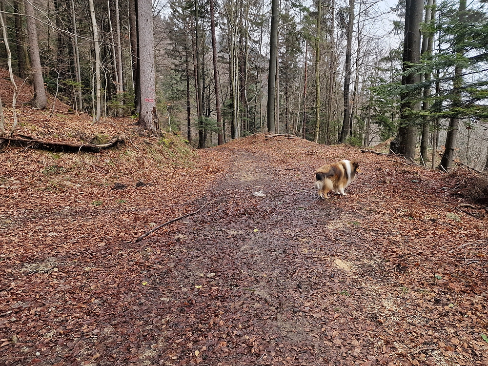 Slika je vidna v Google Chromu.