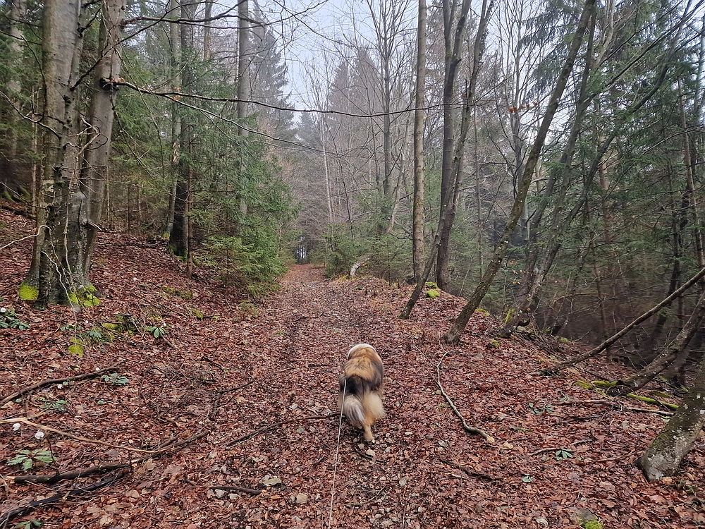 Slika je vidna v Google Chromu.