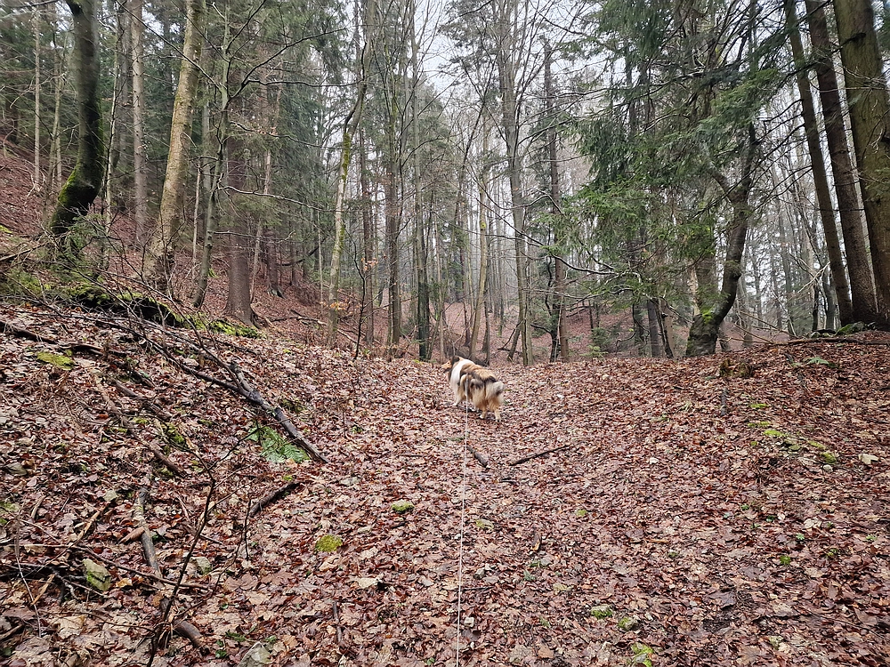Slika je vidna v Google Chromu.