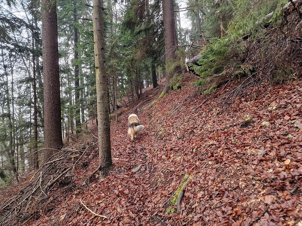 Slika je vidna v Google Chromu.