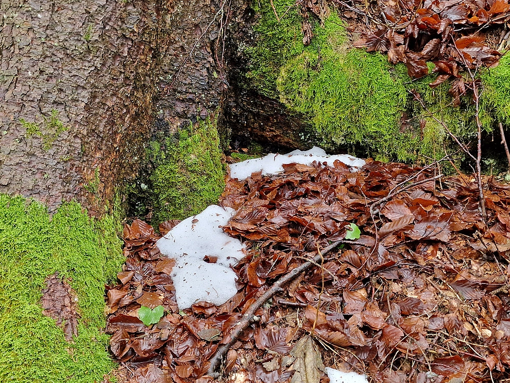 Slika je vidna v Google Chromu.