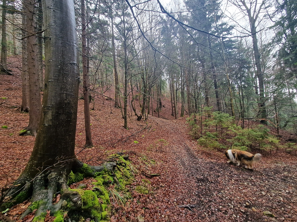 Slika je vidna v Google Chromu.