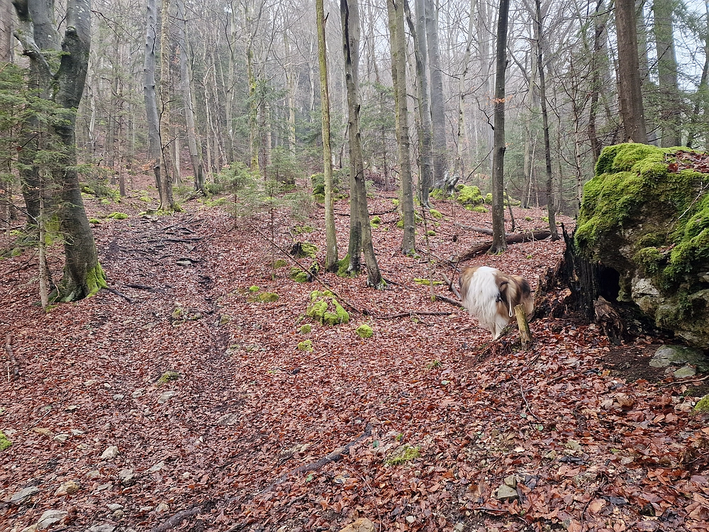 Slika je vidna v Google Chromu.