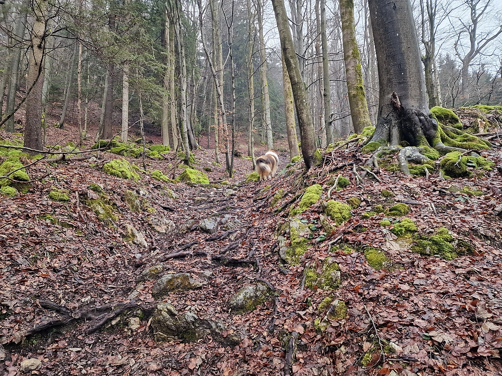 Slika je vidna v Google Chromu.