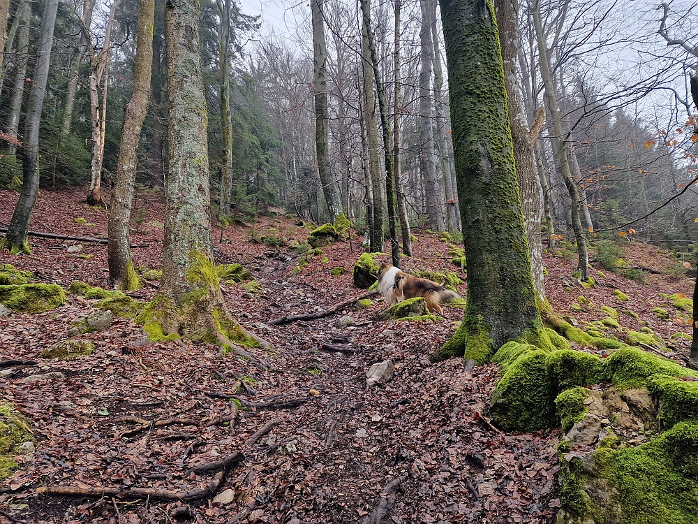 Slika je vidna v Google Chromu.