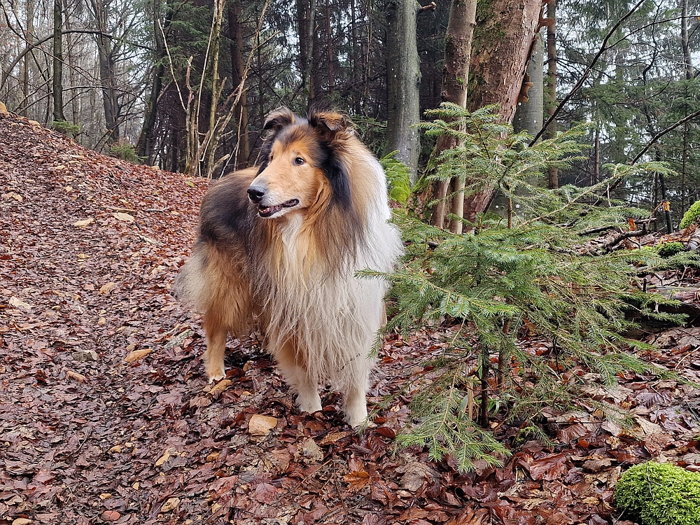 Slika je vidna v Google Chromu.