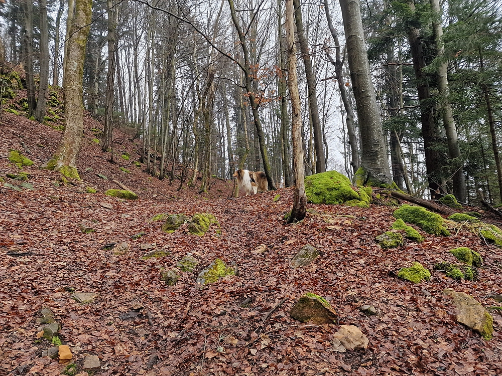 Slika je vidna v Google Chromu.