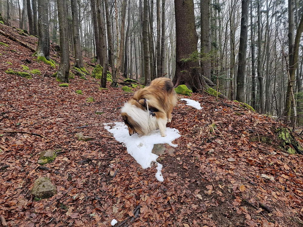 Slika je vidna v Google Chromu.