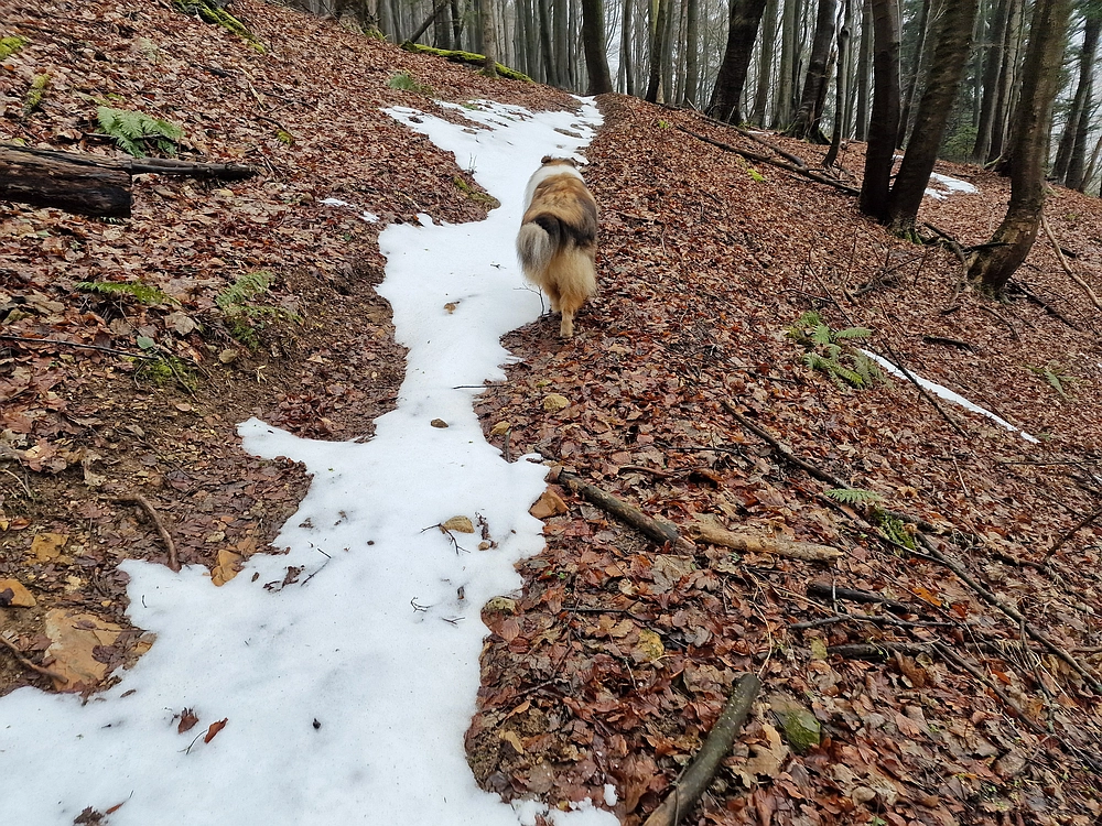 Slika je vidna v Google Chromu.