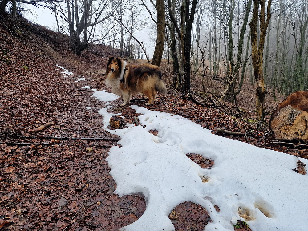 Slika je vidna v Google Chromu.