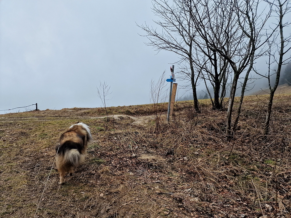 Slika je vidna v Google Chromu.